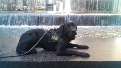Explosive Detection Canine Rosa