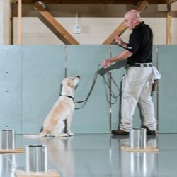 explosive detection canine yellow labrador retriever and  handler training