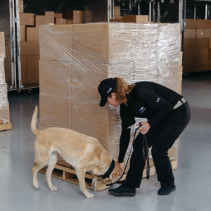 canine detection team sniffing cargo