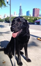 MSA Security Explosive Detection Canine, a black Labrador