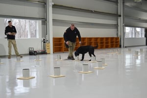 MSA Explosive Detection Canine in training