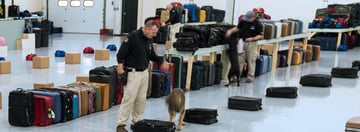 canine detection teams training sweeping luggage