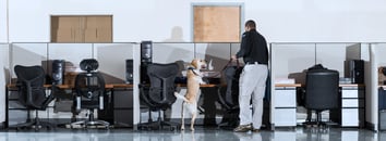 Detection Handler and Canine searching office space
