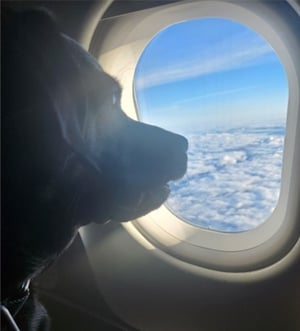 black labrador looking out of airplane window