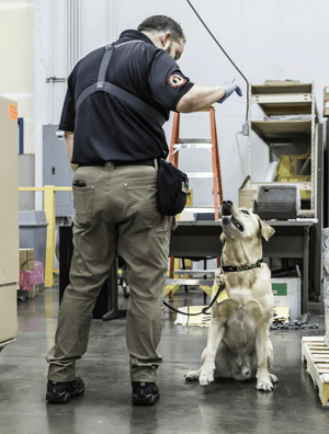 MSA canines training for explosive screening and detection
