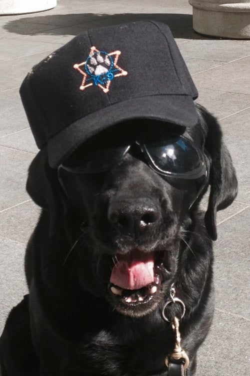 MSA Explosive Detection Canine Forbes