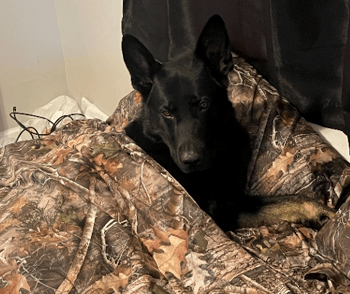 Black German Shepherd Firearms Detection Canine at rest