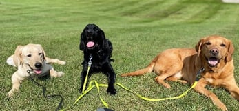MSA Detection Canines, Labradors