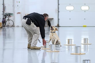 MSA explosive screening canine team at work