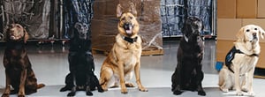 MSA Firearms Detection Canines protect from active shooter incidents