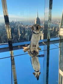 MSA Detection Canine overlooking New York skyline