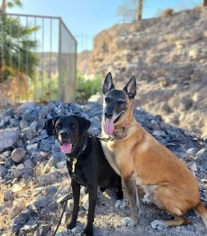 2 dogs posing