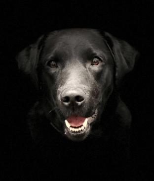 Portrait of Detection Canine Reggae