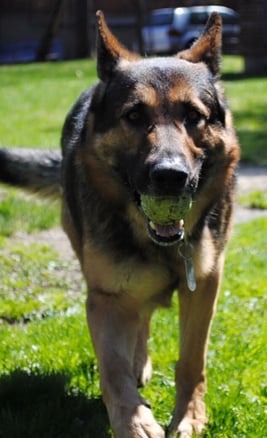US Army Explosive Detection Dog Canine Ukon