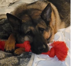 German shepherd dog on a blanket with a toy