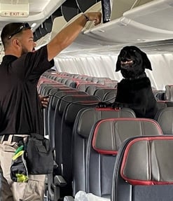 Black Labrador and Handler Searching for Drugs on a Plane