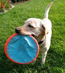 yellow labrador on grass with blue toy