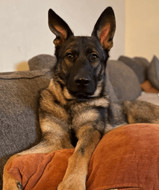 German Shepherd Firearms Detection Dog
