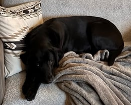 photo of black labrador on gray couch and blanket