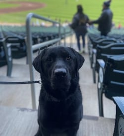 photo of black Labrador inside baseball stadium
