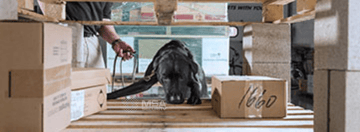 explosive detection canine black labrador retriever sweeping cargo palettes