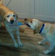 two yellow labradors playing