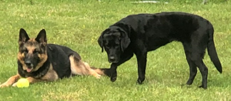 German Shepherd and black Labrador playing outside