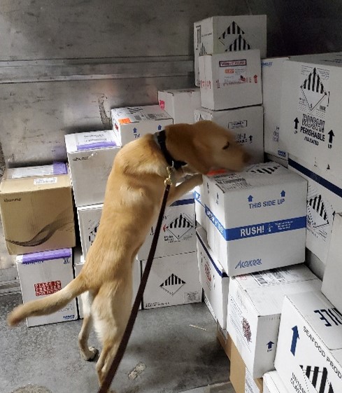 Allied Universal Explosive Detection Canine Team Screening Air Cargo